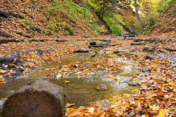 autumn leaves on the rocks
