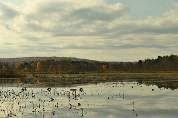 lake in autumn