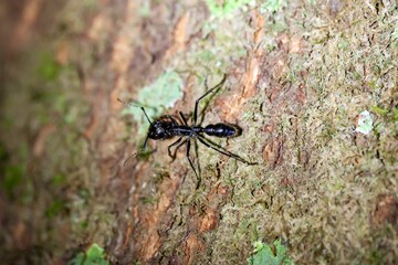 Bullet Ant, Paraponera clavata