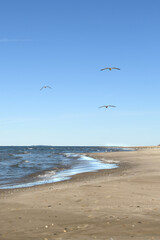 seagulls over the beach