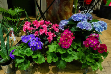 Fototapeta na wymiar Primula and hydrangea flowers in pots in winter flower store in Brussels or Paris or Dusseldorf or Amsterdam