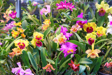 Exquisite Cattleya Orchids in Full Bloom