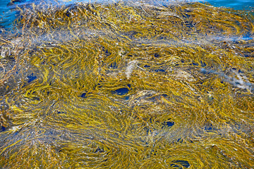 Seaweed in Ocean