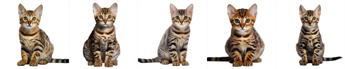 cats collection isolated on transparent background