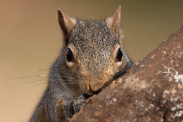 Grey Squirrel Resting