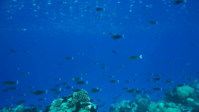 School of fish in blue water of the Pacific ocean at the edge of a coral reef, natural underwater scene, French Polynesia, Rangiroa, Tuamotu
