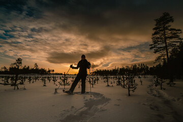 Middle aged women in snowshoes posing in dark evening young pine tree forest. Evening Sunset shines...
