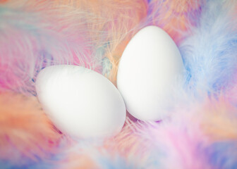Easter eggs in soft fluffy pastel feathers. Gentle Easter theme with blank white eggs in delicate nest of feathers.