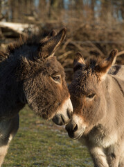Fototapeta premium two cute miniature donkeys with faces or heads together animal communication friends and togetherness valentines day love donkeys with long ears and fuzzy coats vertical image type space kid friendly