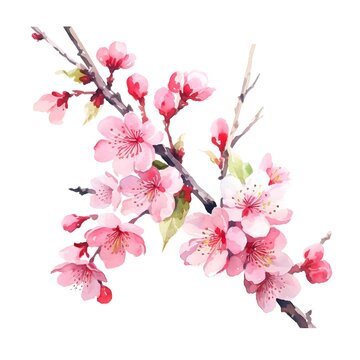 Watercolor cherry blossom vector on white background, Pink sakura flower on white background, Cherry blossom flower blooming vector, Cherry blossom branch with sakura, Watercolor cherry bud falling,S