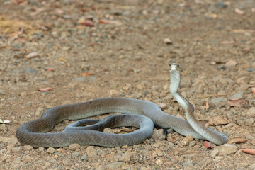 A highly venomous adult black mamba (Dendroaspis polylepis) displaying defensiveness by hooding its neck 