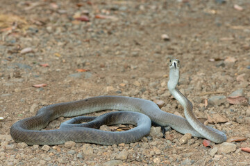 A highly venomous adult black mamba (Dendroaspis polylepis) displaying defensiveness by hooding its neck 
