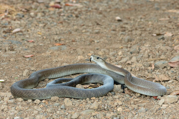 A deadly adult black mamba (Dendroaspis polylepis) in the wild