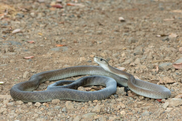A deadly adult black mamba (Dendroaspis polylepis) in the wild