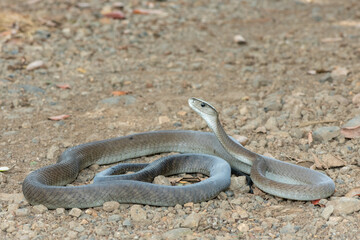 A deadly adult black mamba (Dendroaspis polylepis) in the wild