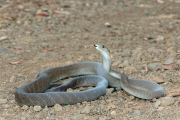 A deadly adult black mamba (Dendroaspis polylepis) in the wild