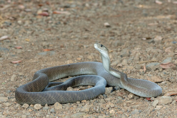 A deadly adult black mamba (Dendroaspis polylepis) in the wild