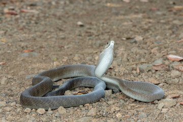 A highly venomous adult black mamba (Dendroaspis polylepis) displaying defensiveness by hooding its neck 