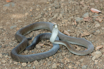 A highly venomous adult black mamba (Dendroaspis polylepis) displaying defensiveness by hooding its neck 