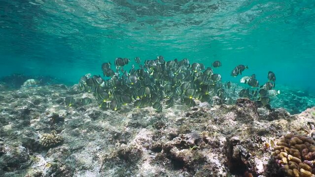 A shoal of tropical fish (whitespotted surgeonfish) on a rocky reef in the Pacific ocean, natural underwater scene, French Polynesia, Huahine