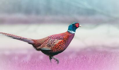 Colorful Photograph of a ring-necked Pheasent from the side.