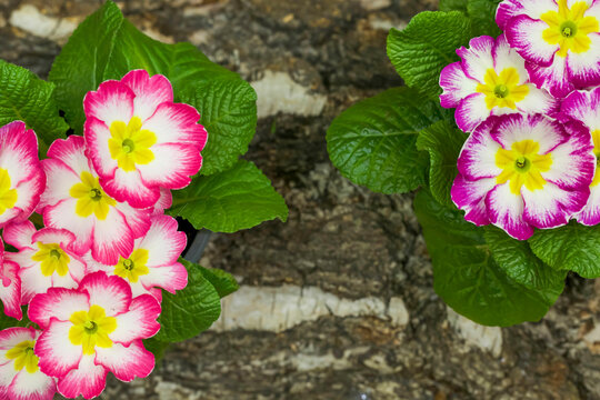 Pierwiosnek - kolorowe radosne kwiatki
