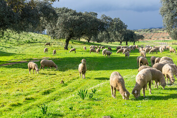 Naklejka na ściany i meble Peace in the Meadow: Merino Sheep Flock under Threatening Skies.
