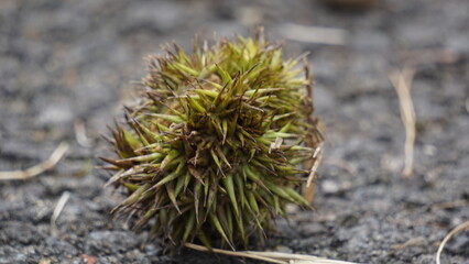 Castanea mollissima (Chinese chestnut, sarangan, berangan, Saninten, Castanopsis argentea, rambutan hutan). The nuts are edible, and the tree is widely cultivated in eastern Asia © Mang Kelin