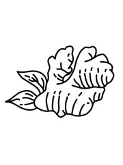 ginger vector sketch