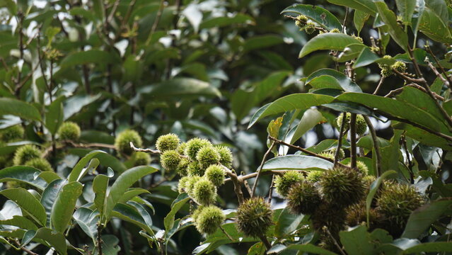 Castanea mollissima (Chinese chestnut, sarangan, berangan, Saninten, Castanopsis argentea, rambutan hutan). The nuts are edible, and the tree is widely cultivated in eastern Asia