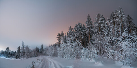 Scenic panorama of winter road at pine tree forest edge. Much snow on trees after heavy snowfall....