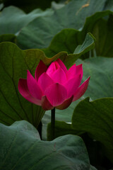pink lotus flower