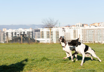 two German Shorthaired purebred hunting dogs run and play howling in a city park.