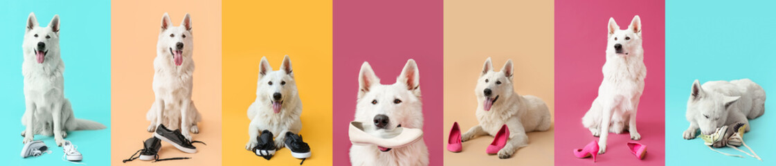 Collage of funny naughty dog playing with shoes on color background