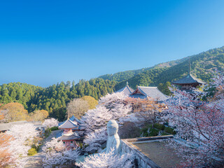 春爛漫の桜大仏