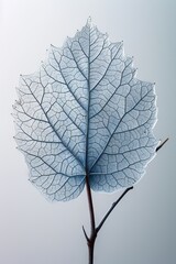 Detailed leaf veins in a desaturated leaf with plain background. 