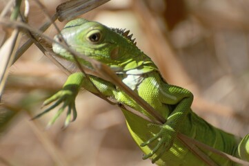 Iguana bebé en rama
