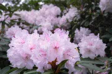 Beautiful very pale pink rhododendron flowers in spring, close up
