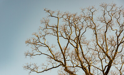 Beautiful cherry tree branches in winter