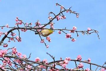 Japanese apricot (Ume) flowers in a Japanese-style garden.Ume flowers are representative flowers of Japanese culture.