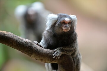 Two Common Marmoset on tree branch