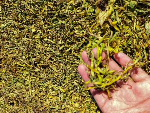 Closeup view of dried smoking tobacco. Drying tobacco leaves in the sun, Indonesia.
