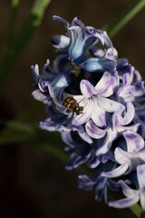Honeybee on a blue hyacinth flower
