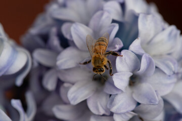 Honeybee on a pale blue hyacinth flower