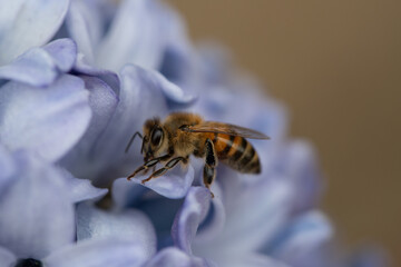 Honeybee on a pale blue hyacinth flower
