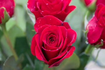 Fresh red roses with water droplets on the petals