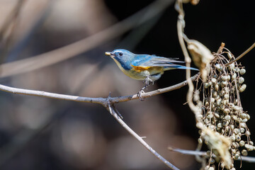 木の実を食べる幸せの青い鳥、可愛いルリビタキ（ヒタキ科）。

日本国東京都文京区、小石川植物園にて。
2024年2月11日撮影。

A happy blue bird, the lovely Red-flanked Bluetail (Tarsiger cyanurus, family comprising flycatchers) eating nuts.

At Koishikawa bota