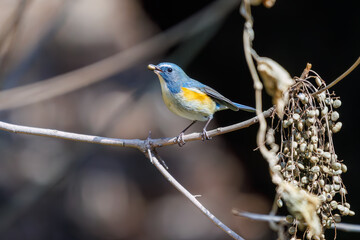 木の実を食べる幸せの青い鳥、可愛いルリビタキ（ヒタキ科）。

日本国東京都文京区、小石川植物園にて。
2024年2月11日撮影。

A happy blue bird, the lovely Red-flanked Bluetail (Tarsiger cyanurus, family comprising flycatchers) eating nuts.

At Koishikawa bota