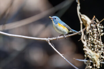 木の実を食べる幸せの青い鳥、可愛いルリビタキ（ヒタキ科）。

日本国東京都文京区、小石川植物園にて。
2024年2月11日撮影。

A happy blue bird, the lovely Red-flanked Bluetail (Tarsiger cyanurus, family comprising flycatchers) eating nuts.

At Koishikawa bota