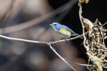 木の実を食べる幸せの青い鳥、可愛いルリビタキ（ヒタキ科）。

日本国東京都文京区、小石川植物園にて。
2024年2月11日撮影。

A happy blue bird, the lovely Red-flanked Bluetail (Tarsiger cyanurus, family comprising flycatchers) eating nuts.

At Koishikawa bota